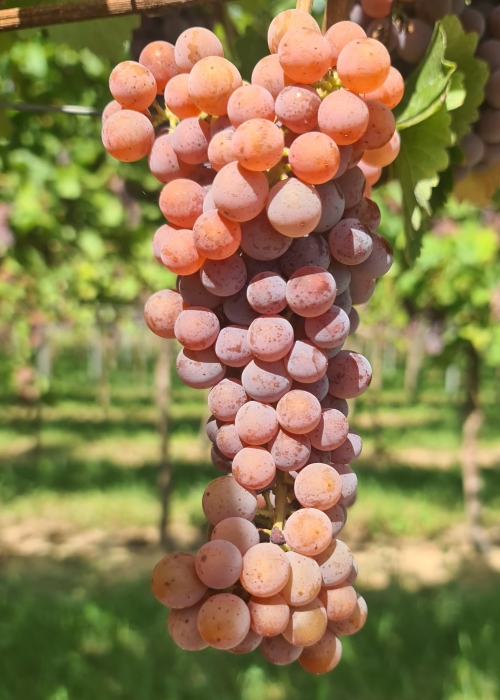 Souvignier gris 20260907 140052